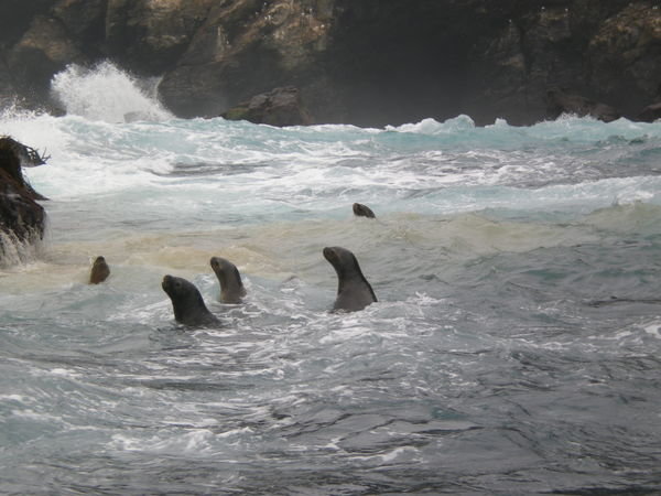 Sea lions in the water