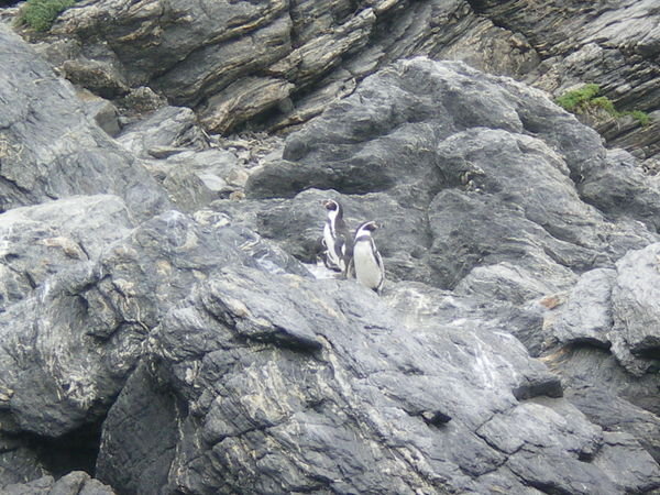 Tiny penguins