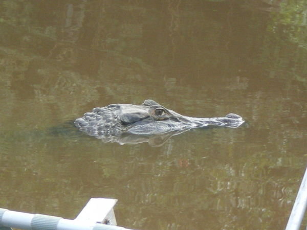 Lurking alligator