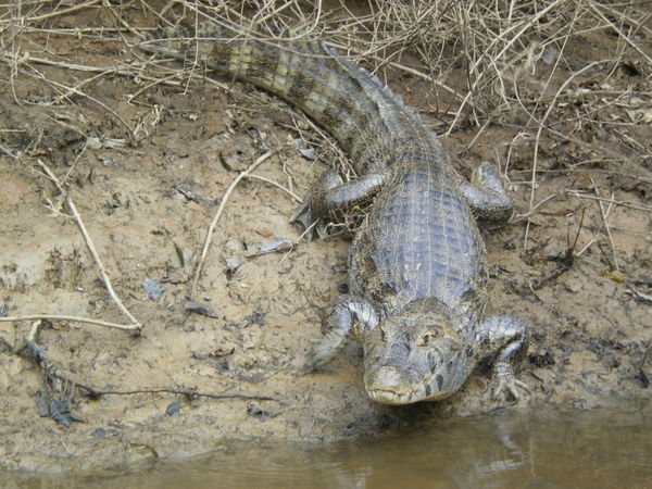 One of many alligators