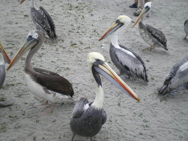 Pelicans on the beach at Paracas