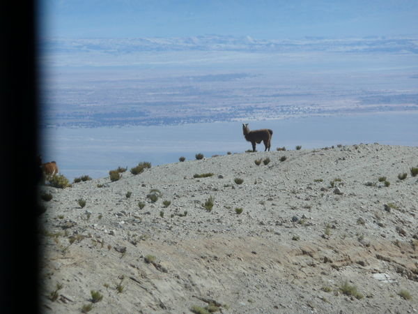 Lama - underveis til San Pedro de Atacama