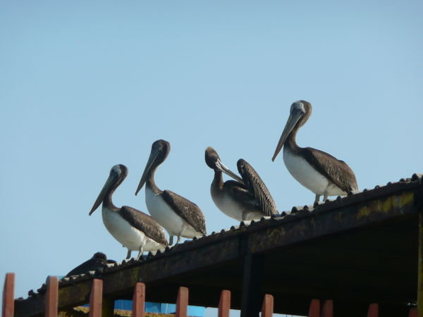 Pelikaner paa taket