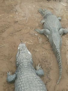 Krokodiller fra "zoo" ved stranden