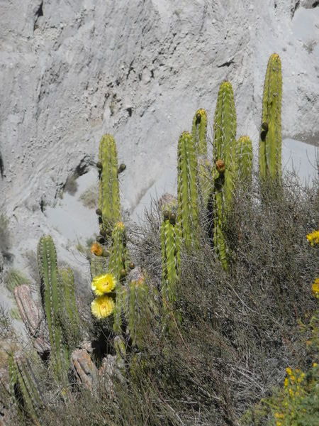 Kaktus i blomst