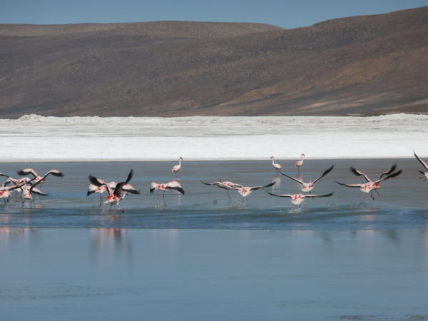 Flamingoer i Salar de Surire
