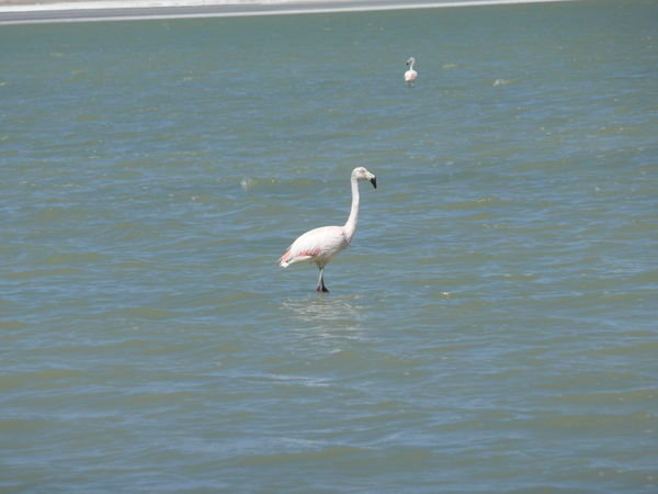 Flamingo Chileno