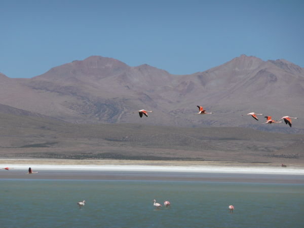 Flamingo Boliviano