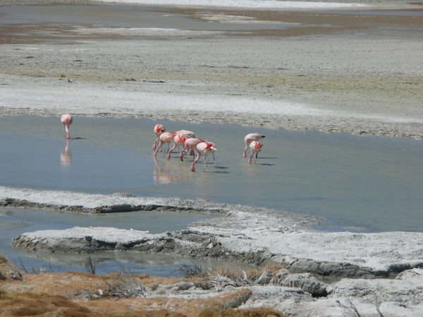 Unge flamingoer 