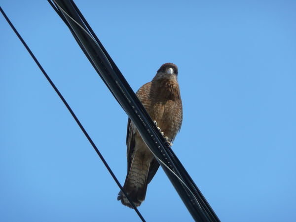 Bird on a wire...