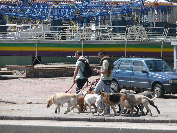 Hundepassere i Montevideos gater