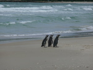 Pingviner paa rekke og rad