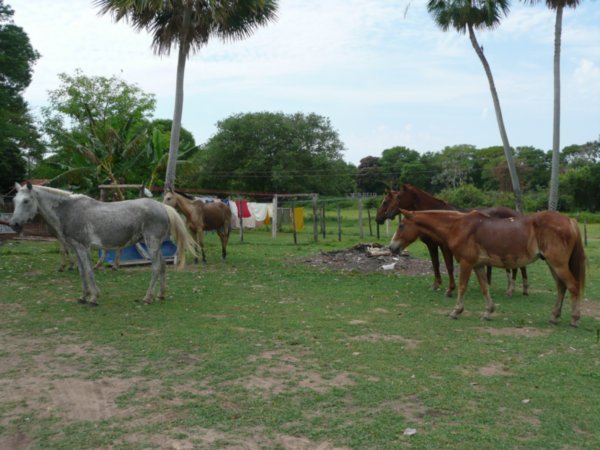 Hestene slapper av etter rideturen