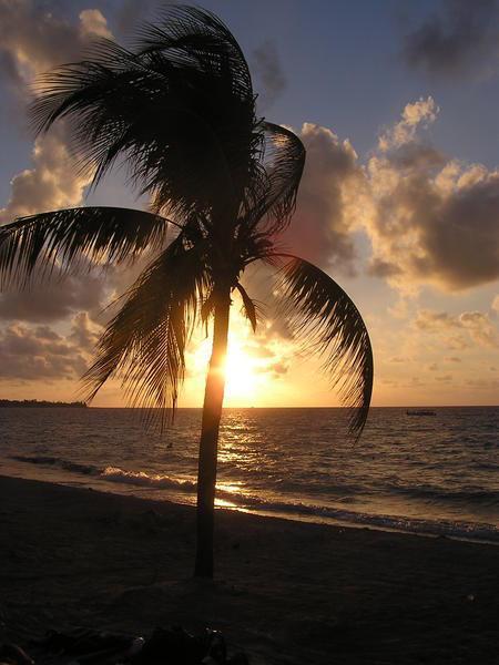 Palm Tree Sunset In Negril