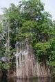 Giant Mangrove Trees on Black River