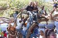 How Many Kids Can You Fit In A Tree?