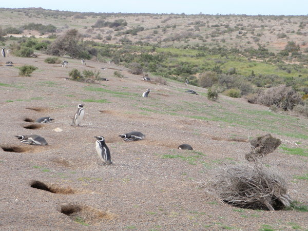 Magallanic Penguins, everywhere
