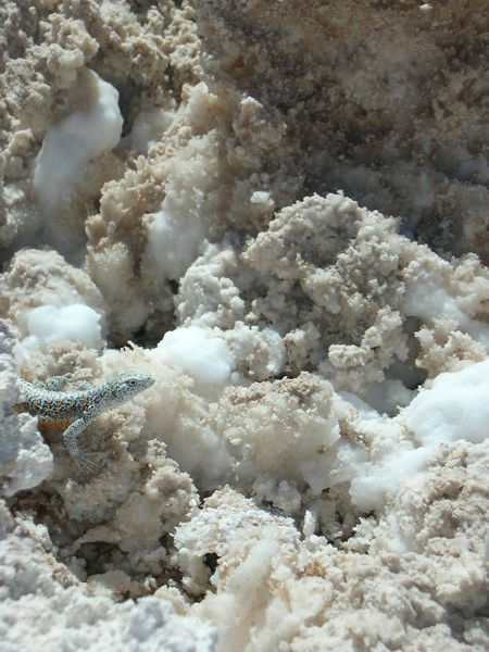 Lizard on Atacama Salt Flats