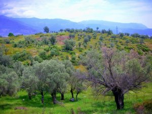 Hills around Xanthos