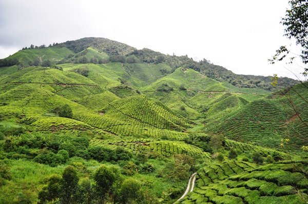 Tea plantation 1
