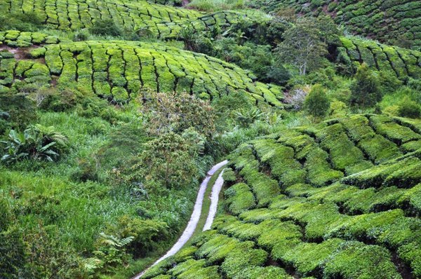 Tea plantation 2