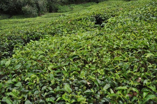 Tea plantation 3