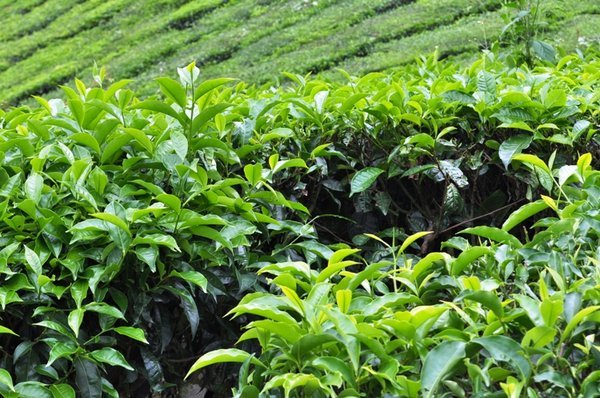 Tea plantation 6