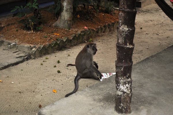 Monkey stealing shit on Pangkor