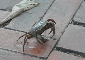 Crab on a suicide mission
