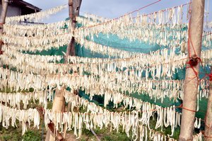 Mushrooms hung up to dry