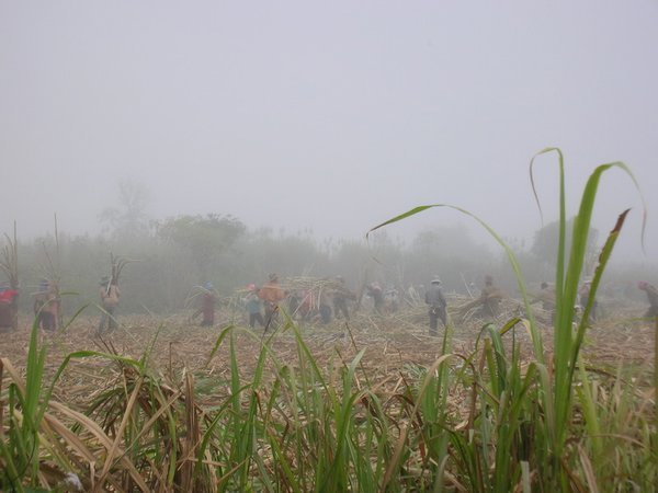 Sugarcane field in the morning mist