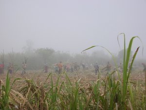Sugarcane field in the morning mist