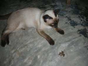 Cat playing with toads for fun and amusement