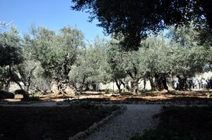 Some of the olive trees here are more than 2,000 years old