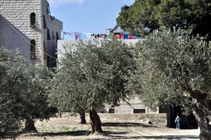 More olive trees
