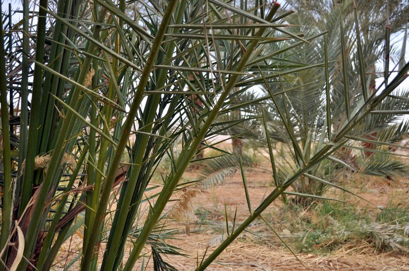 Long spines on date palm