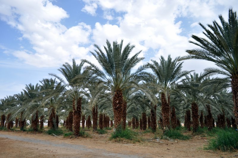 Date Palm plantation