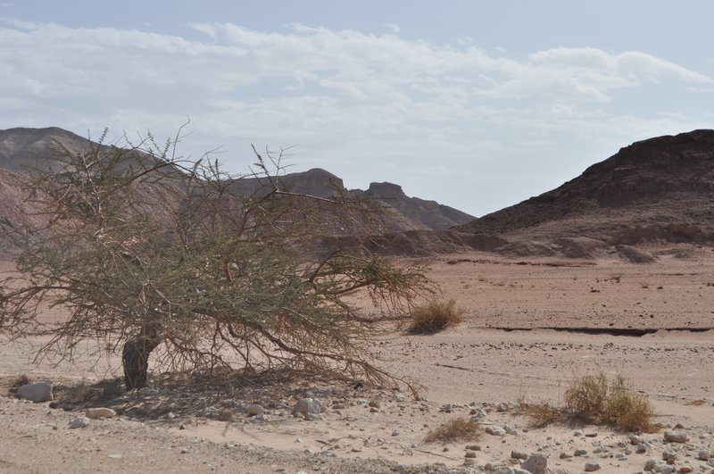 Arava Desert