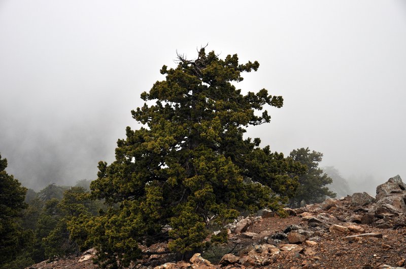 Pne tree shrouded in mist