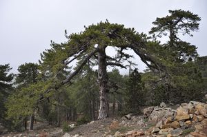 Interestingly shaped black pine