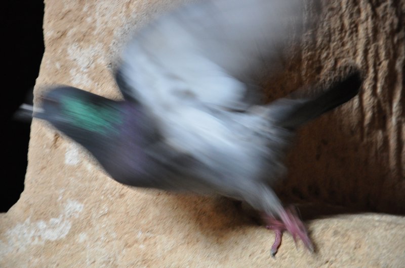 Panicky pigeon
