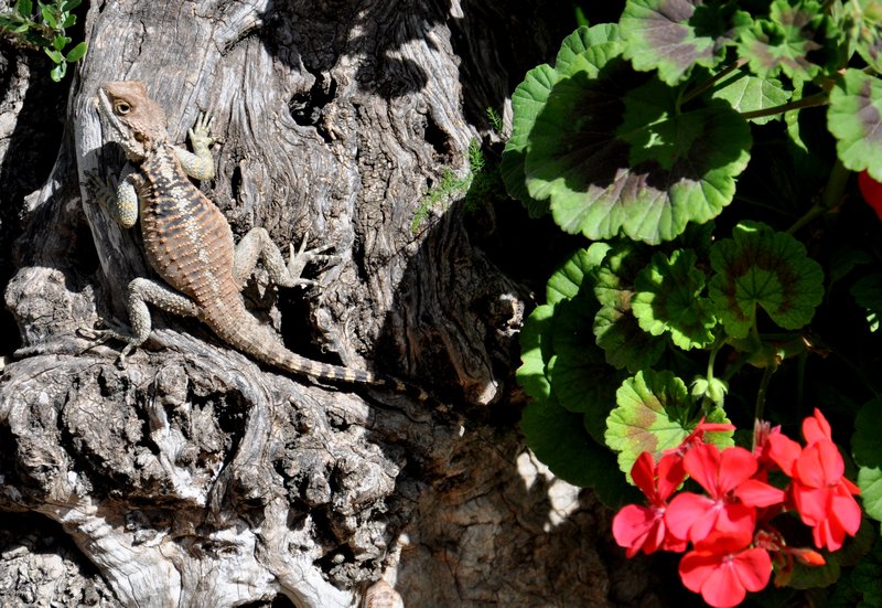 Starred Agama lizard on olive tree
