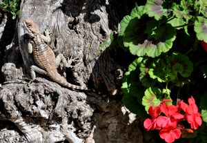 Starred Agama lizard on olive tree