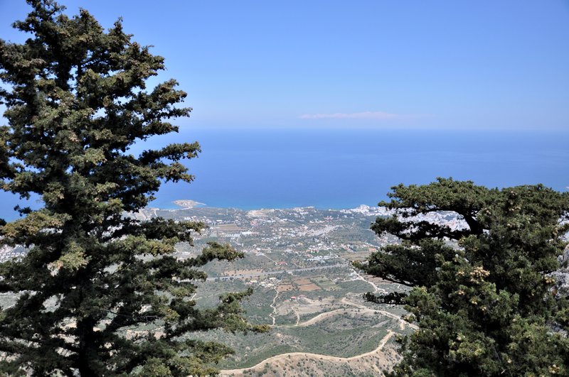 Cypress in Cyprus