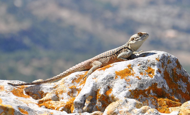 Starred Agama lizard at Kantara Castle