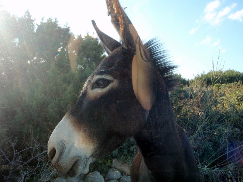 Feral Karpas donkey