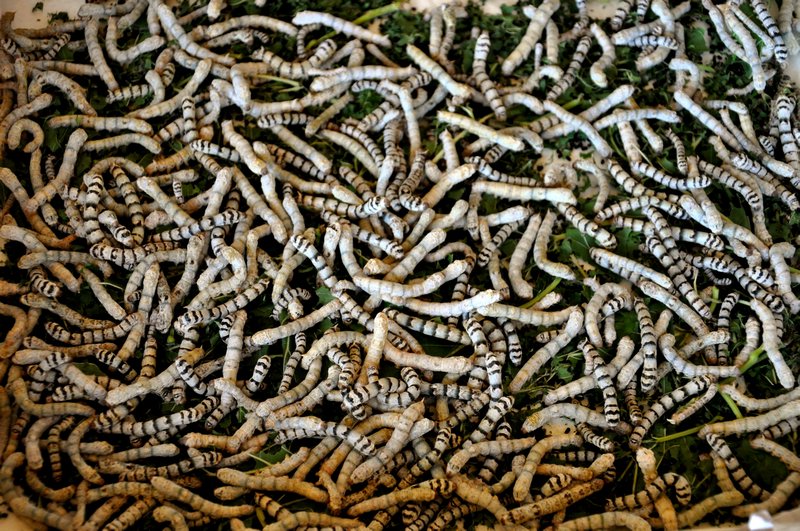 Silkworms doing their thing