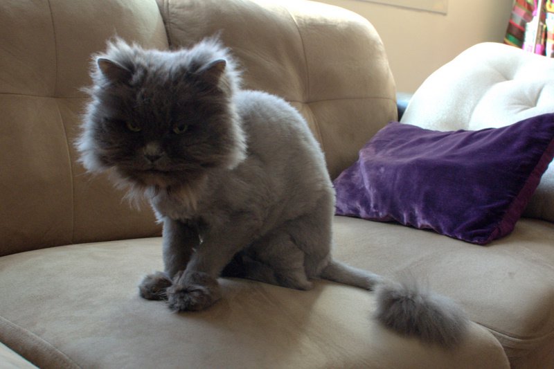 Pretty Persian cat with 'lion-shave'