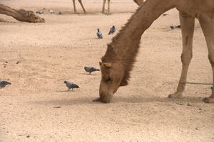 Calixto the callous camel