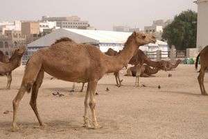 Carajo the careless camel